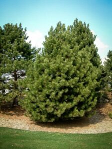 Сосна Чёрная (Pinus Nigra) купить по цене от 270.00р. в интернет-магазине «Посадика» с доставкой почтой в в Калязине и по всей России – [изображение №1].