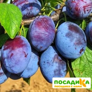 Слива Чачакская ранняя купить по цене от 229.00р. в интернет-магазине «Посадика» с доставкой почтой в в Калязине и по всей России – [изображение №1].