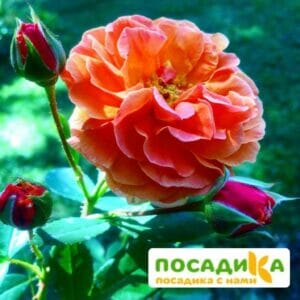 Роза Арабия купить по цене от 350.00р. в интернет-магазине «Посадика» с доставкой почтой в в Калязине и по всей России – [изображение №1].