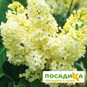 Сирень Примроуз (Primrose) купить по цене от 529.00р. в интернет-магазине «Посадика» с доставкой почтой в в Калязине и по всей России – [изображение №1].