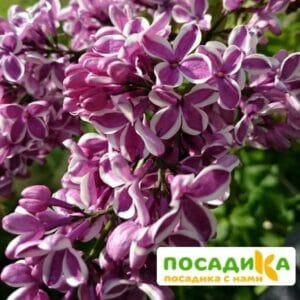 Сирень Сенсация купить по цене от 529.00р. в интернет-магазине «Посадика» с доставкой почтой в в Калязине и по всей России – [изображение №1].