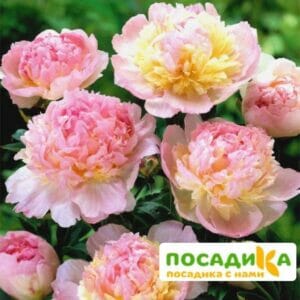 Пион Распберри Сандей (Paeonia Raspberry Sundae) купить по цене от 959р. в интернет-магазине «Посадика» с доставкой почтой в в Калязине и по всей России – [изображение №1].