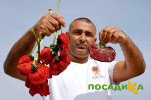 Клубника Гигант Джорнея купить по цене от 266р. в интернет-магазине «Посадика» с доставкой почтой в в Калязине и по всей России – [изображение №1].