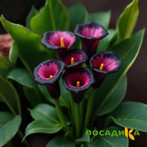 Калла Аура Лейс купить по цене от 400р. в интернет-магазине «Посадика» с доставкой почтой в в Калязине и по всей России – [изображение №1].