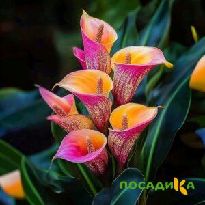 Калла Оникс купить по цене от 450р. в интернет-магазине «Посадика» с доставкой почтой в в Калязине и по всей России – [изображение №1].