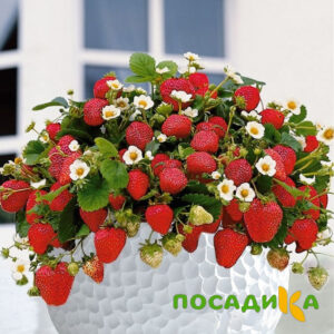 Клубника Рубиновый Шепот (горшечная) купить по цене от 240р. в интернет-магазине «Посадика» с доставкой почтой в в Калязине и по всей России – [изображение №1].