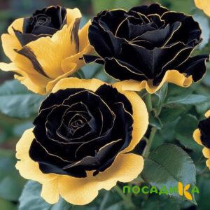 Роза Ханни Сикл купить по цене от 700р. в интернет-магазине «Посадика» с доставкой почтой в в Калязине и по всей России – [изображение №1].