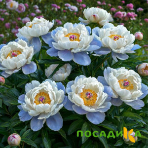 Пион акварельный Этюд купить по цене от 806р. в интернет-магазине «Посадика» с доставкой почтой в в Калязине и по всей России – [изображение №1].
