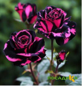 Роза Багровый Шепот купить по цене от 366р. в интернет-магазине «Посадика» с доставкой почтой в в Калязине и по всей России – [изображение №1].