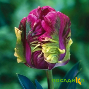 Тюльпан Экзотик Хэвен купить по цене от 186р. в интернет-магазине «Посадика» с доставкой почтой в в Калязине и по всей России – [изображение №1].