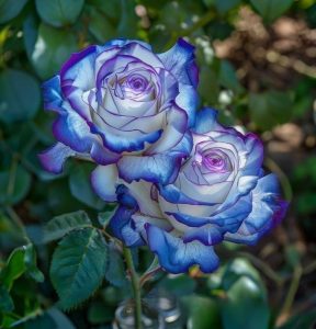 Роза Пэтолз Хоуп купить по цене от 333р. в интернет-магазине «Посадика» с доставкой почтой в в Калязине и по всей России – [изображение №1].