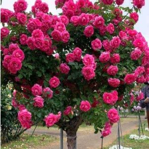 Роза Версаля купить по цене от 232р. в интернет-магазине «Посадика» с доставкой почтой в в Калязине и по всей России – [изображение №1].