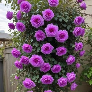 Роза Мистик Уайт купить по цене от 620р. в интернет-магазине «Посадика» с доставкой почтой в в Калязине и по всей России – [изображение №1].