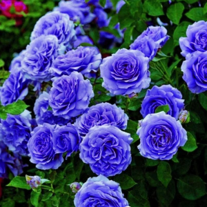 Роза Блю Мун купить по цене от 450р. в интернет-магазине «Посадика» с доставкой почтой в в Калязине и по всей России – [изображение №1].