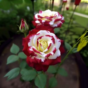 Роза Роял Глом купить по цене от 401р. в интернет-магазине «Посадика» с доставкой почтой в в Калязине и по всей России – [изображение №1].