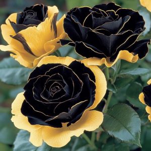 Роза Ханни Сикл купить по цене от 700р. в интернет-магазине «Посадика» с доставкой почтой в в Калязине и по всей России – [изображение №1].