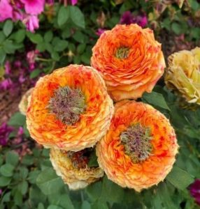 Роза Золотой Мираж купить по цене от 420р. в интернет-магазине «Посадика» с доставкой почтой в в Калязине и по всей России – [изображение №1].